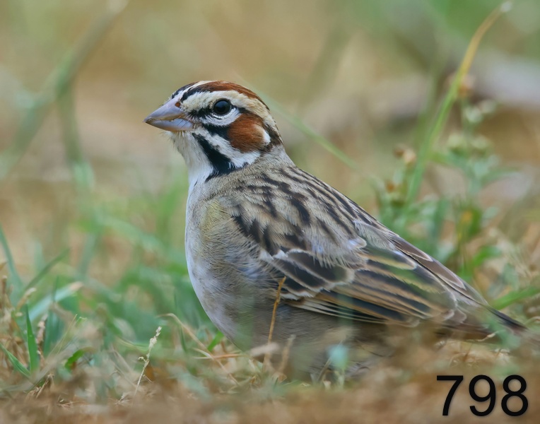 798lark sparrow 6-3-23-736x14l.jpg