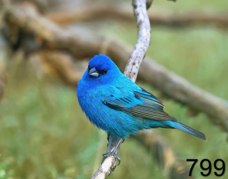 799indigo bunting 5-18-23-256x14l.jpg