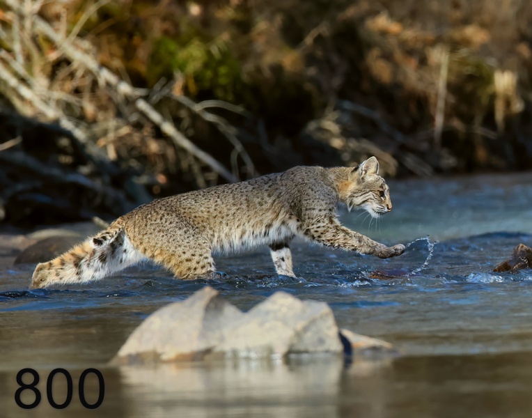 800bobcat 12-17-23-856x14l.jpg