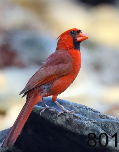 801cardinal 7-18-23-043x14lt.jpg