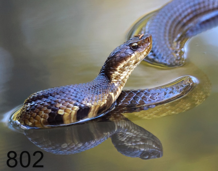 802cottonmouth 8-13-23-897x14l.jpg