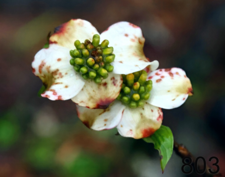 803dogwood 4-5-23-367x14ll.jpg