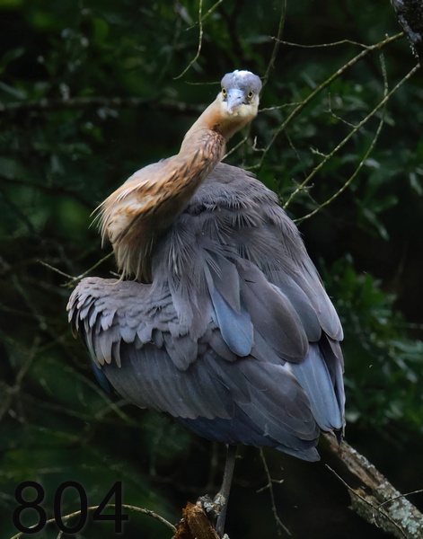 804great blue heron 5-19--23-519x14l.jpg