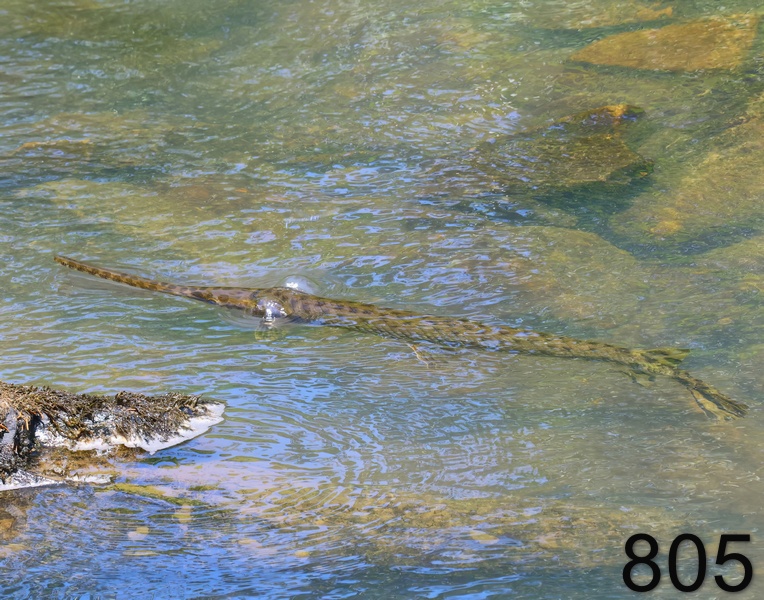 805long nose gar 6-8-23-752x14l.jpg