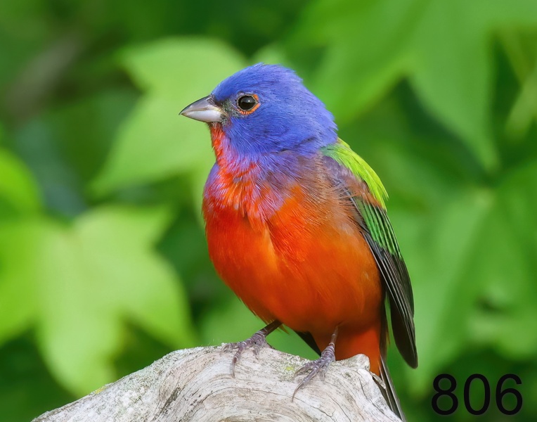 806painted bunting 5-8--23-333x14l.jpg