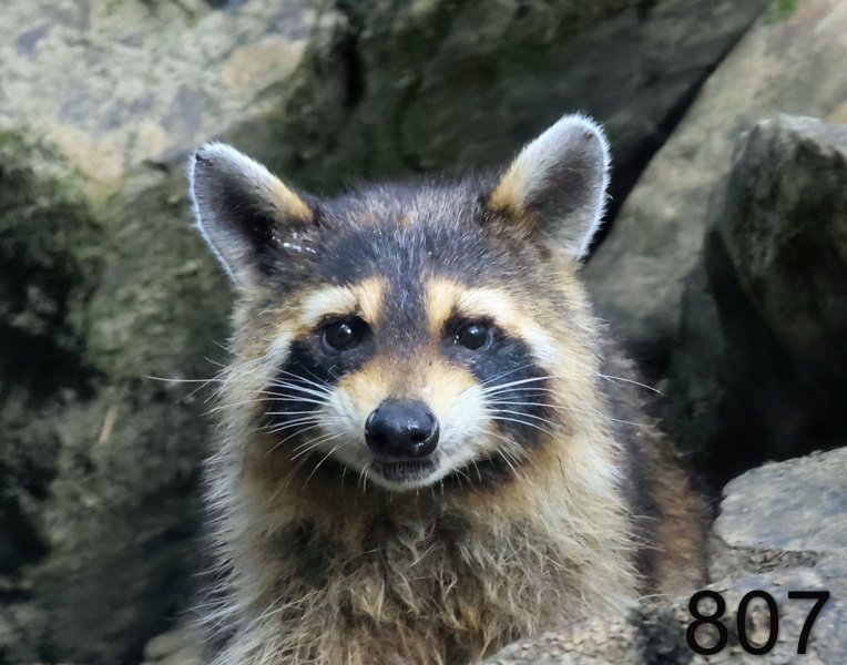 807raccoon 7-2-23-181x14l.jpg