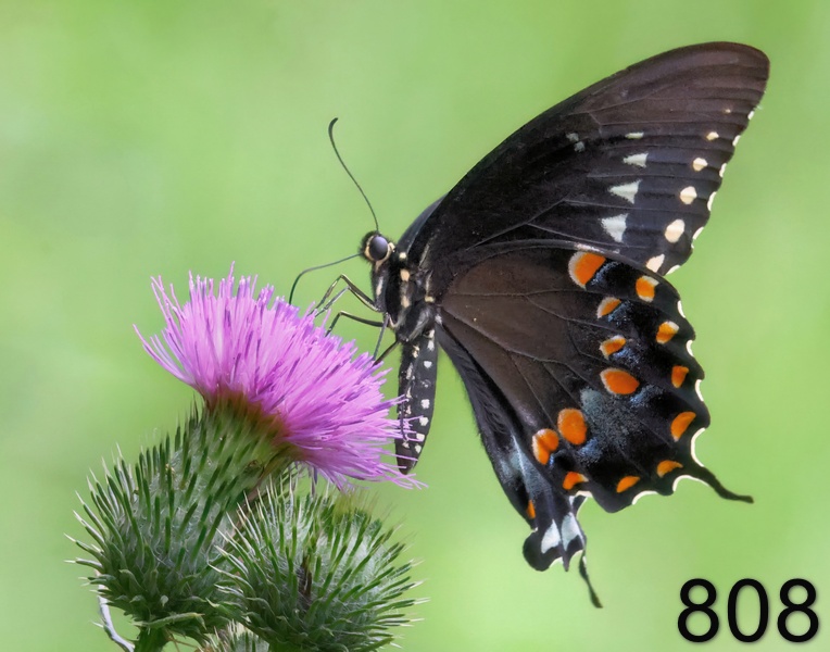 808spicebush swallowtail 7-20-23-337x14l.jpg
