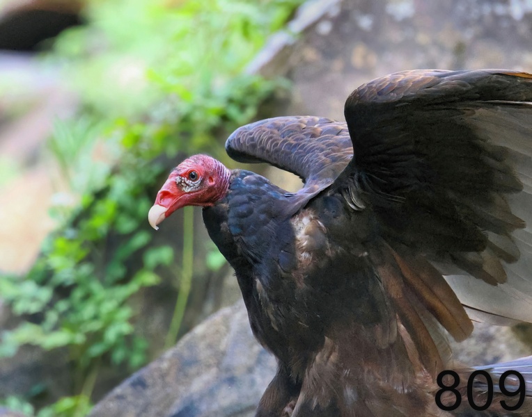 809turkey vulture 7-7-23-050x14l.jpg