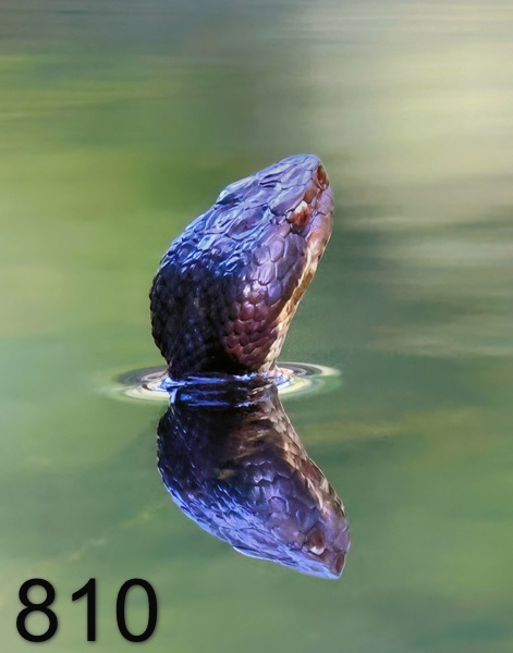 810cottonmouth 8-22-23-499x14l.jpg