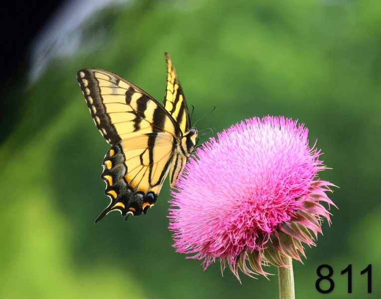 811eastern tiger swallowtail 6-6-23-220x14ll.jpg