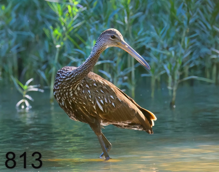 813limpkin 8-15-23-727x14l.jpg