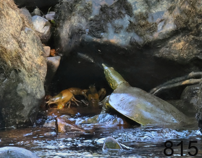815spiny softshell 6-9-23-188x14l.jpg