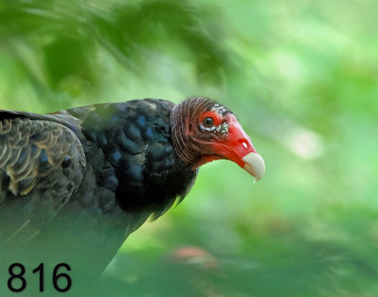 816turkey vulture 7-7-23-265x14l.jpg