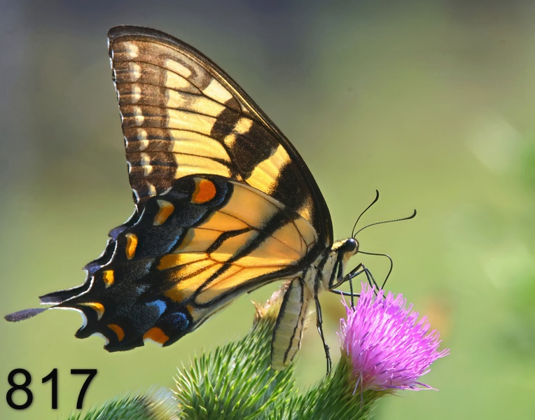 817eastern tiger swallowtail 8-11-23-404x14l.jpg