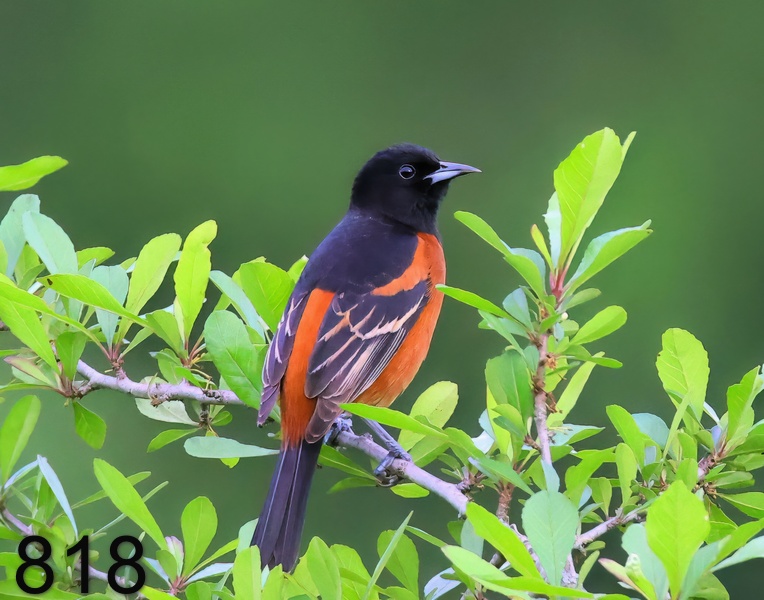 818orchard oriole 5-8--23-144x14l.jpg