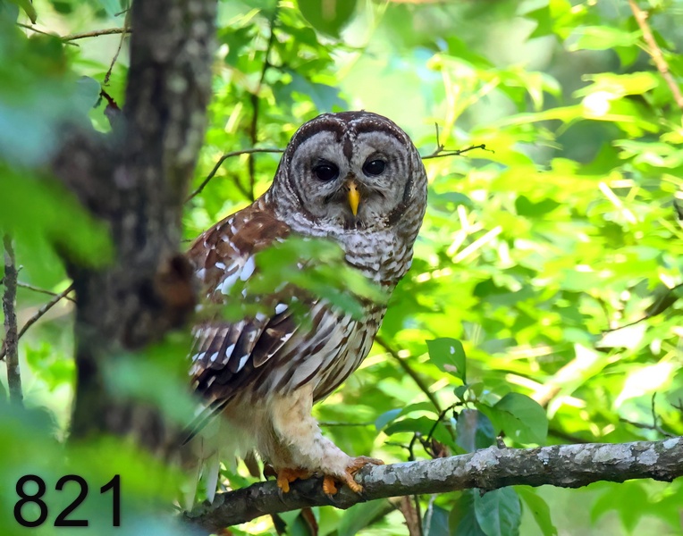821barred owl 6-15-23-469x14l.jpg