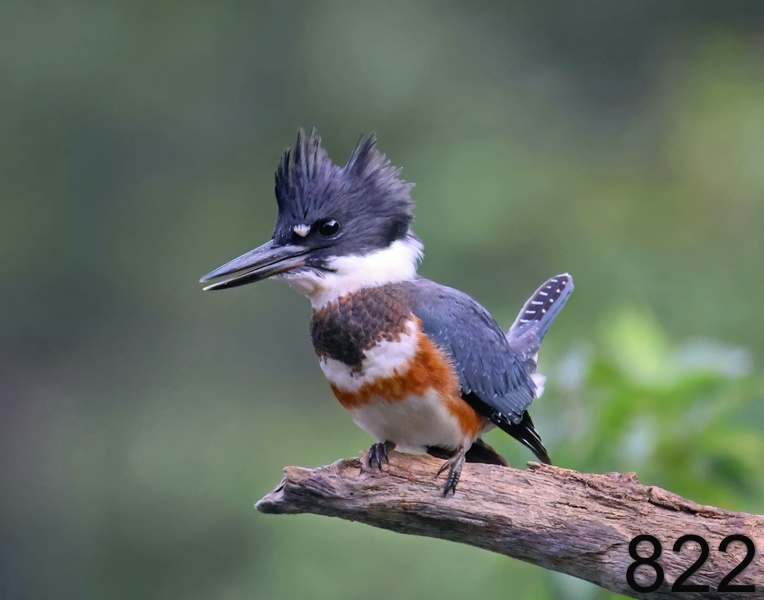 822belted kingfisher-8-27-23-064x14l.jpg