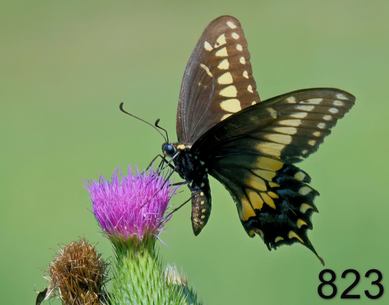 823black swallowtail 7-25-23-320x14l.jpg