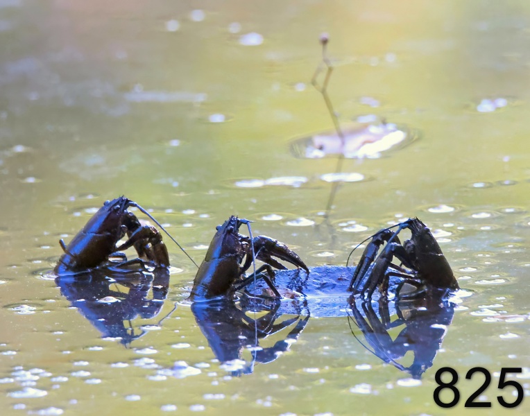 825crawdads 8-4-23-550x14l.jpg