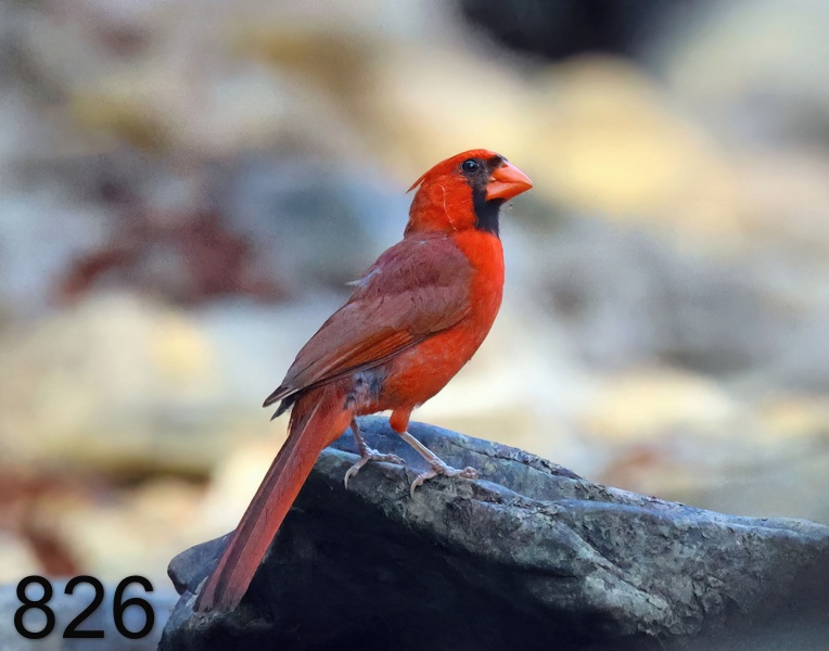 826cardinal 7-18-23-043x14l.jpg