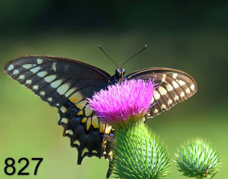 827black swallowtail 7-25-23-386x14l.jpg