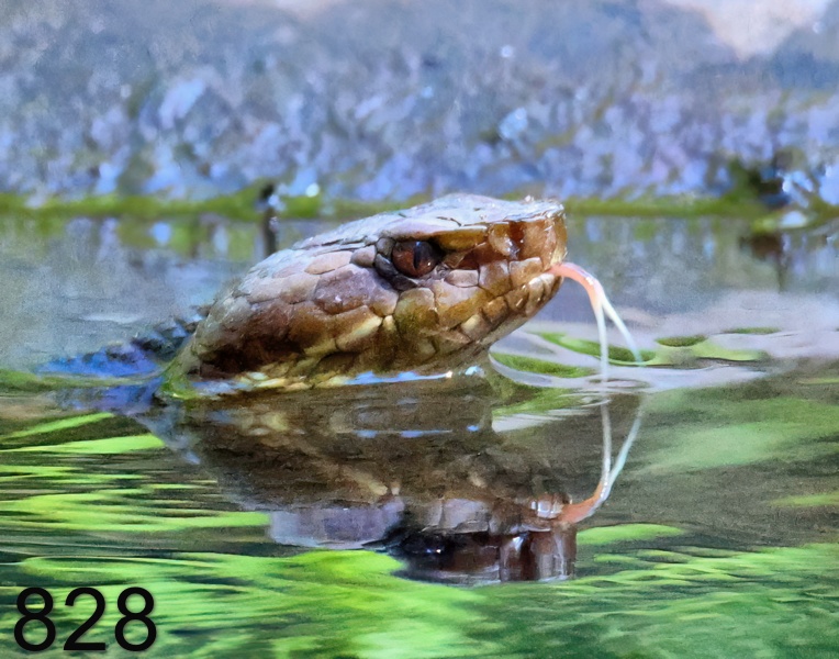 828cottonmouth 7-23-23-132x14l.jpg