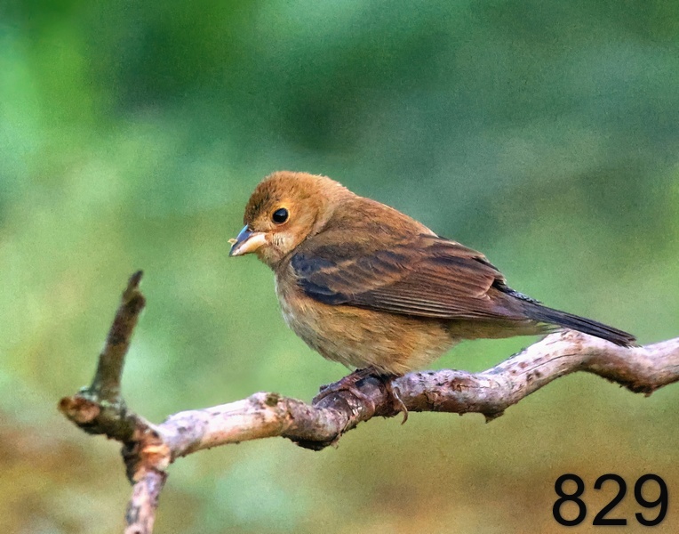 829indigo bunting 5-18-23-145x14l.jpg
