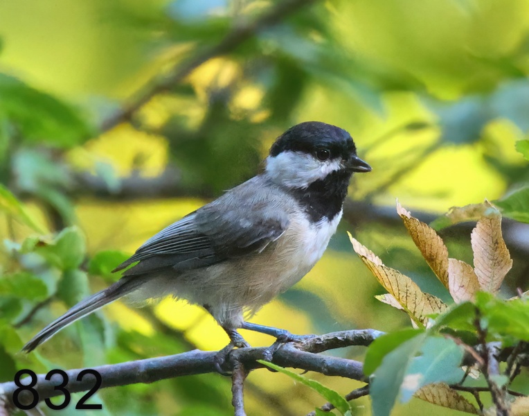 832carolina chickadee 8-3--23-282x14l.jpg