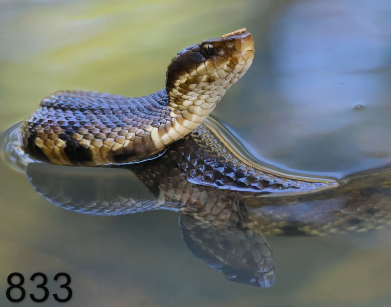 833cottonmouth 8-13-23-919x14l.jpg