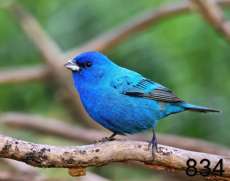 834indigo bunting 5-19-23-332x14l.jpg