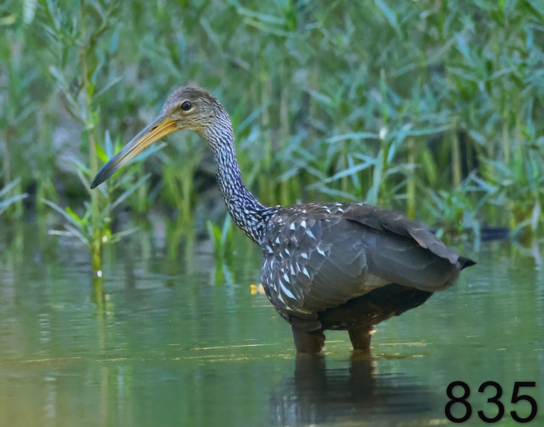 835limpkin 8-15-23-743x14l.jpg