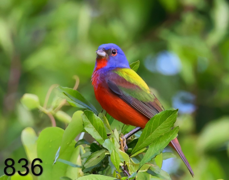 836painted bunting 5-7--23-954x14ll.jpg