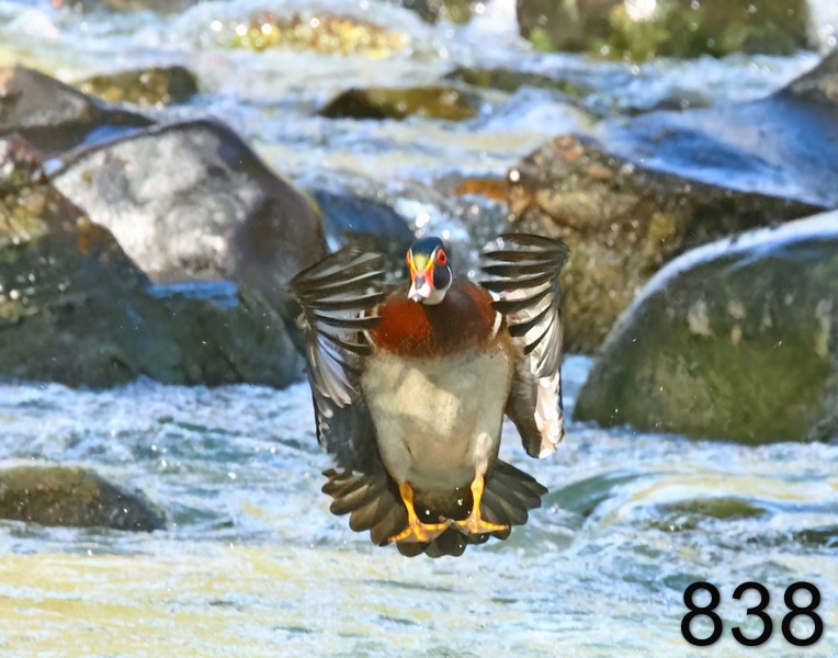 838wood duck 4-14-23-975x14l.jpg