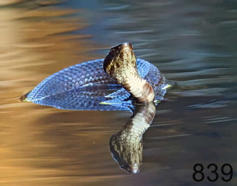 839cottonmouth 8-20-23-285x14l.jpg