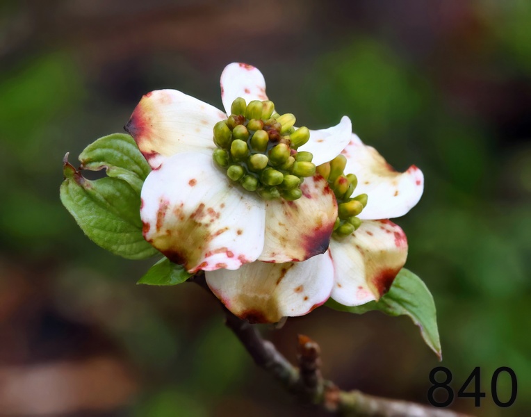 840dogwood 4-5-23-448x14l.jpg