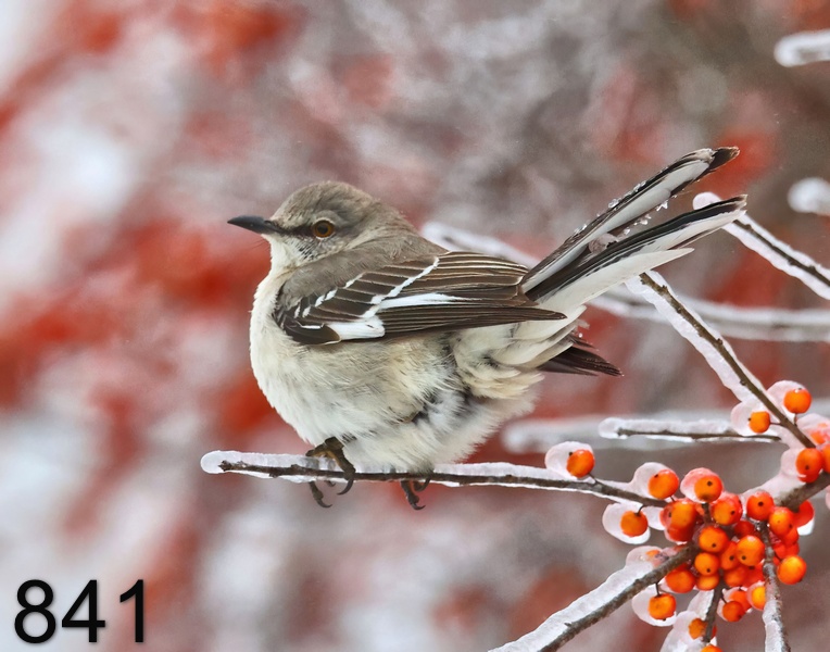 841northern mockingbird 1-31--23-r7-527x14l.jpg