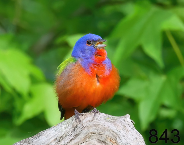 843painted bunting 5-8--23-289x14l.jpg