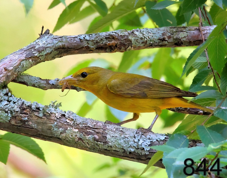 844summer tanager 6-5-23-715x14l.jpg