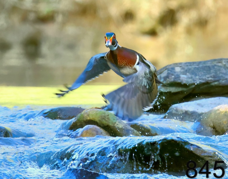 845wood duck 4-16-23-419x14l.jpg