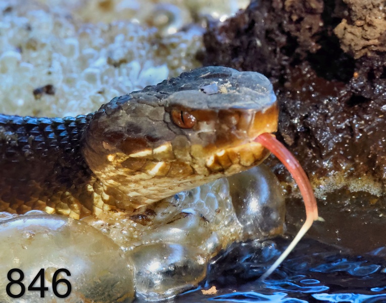 846cottonmouth 8-29-23-959x14l.jpg