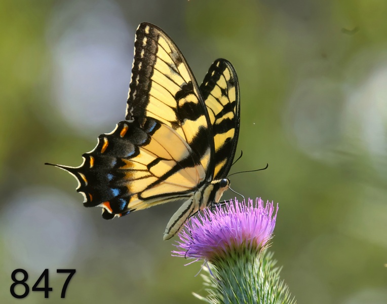 847eastern tiger swallowtail 7-20-23-442x14l.jpg