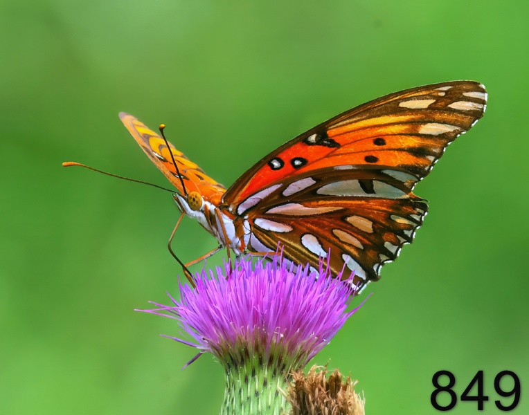 849gulf fritillary 7-27-23-997x14l.jpg