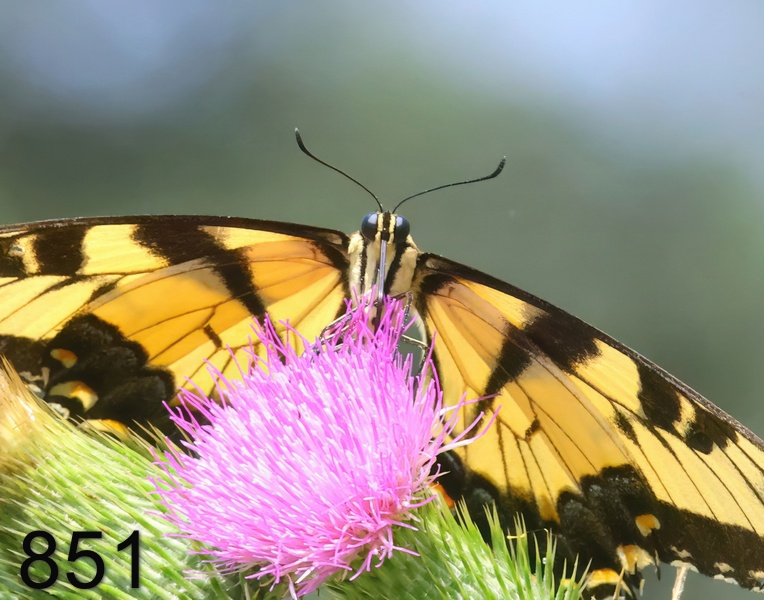 851eastern tiger swallowtail 8-10-23-168x14l.jpg