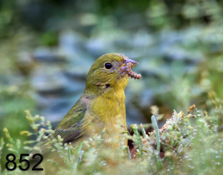 852painted bunting 5-16-23-236x14l.jpg