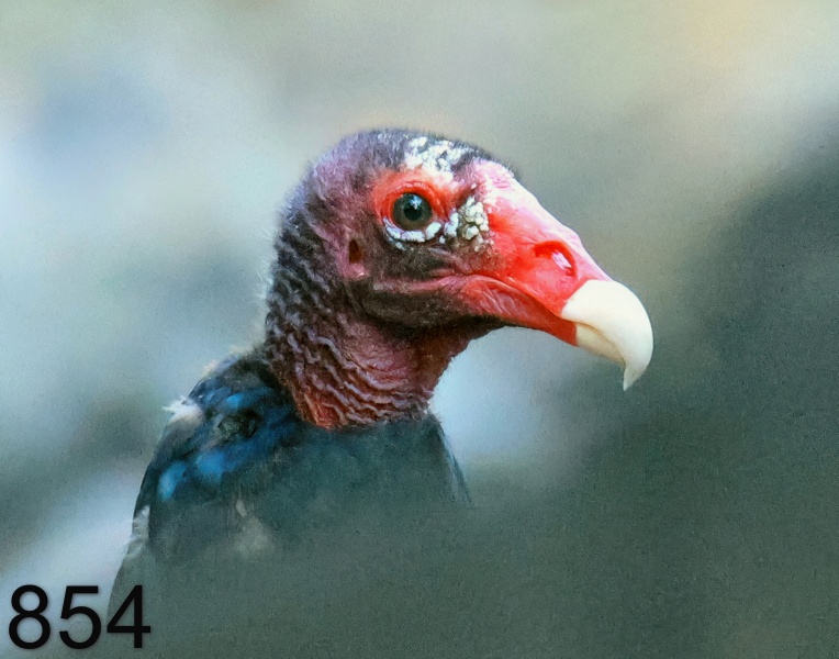 854turkey vulture 7-7-23-925x14l.jpg