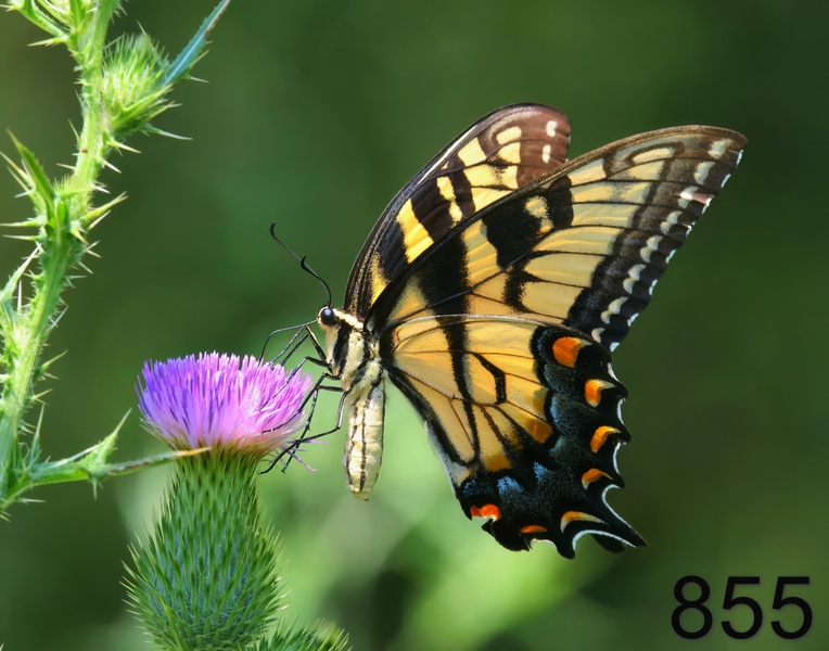 855eastern tiger swallowtail 8-11-23-459x14l.jpg
