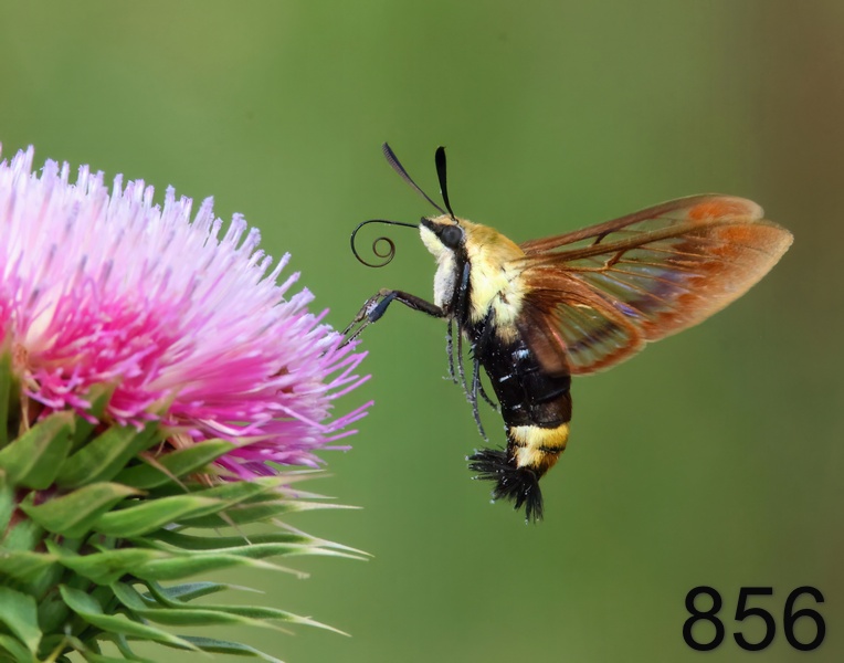 856snowberry clearwing moth 8-9-23-968x14l.jpg