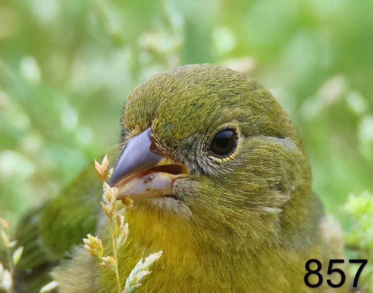 857painted bunting 5-17-23-931x14l.jpg