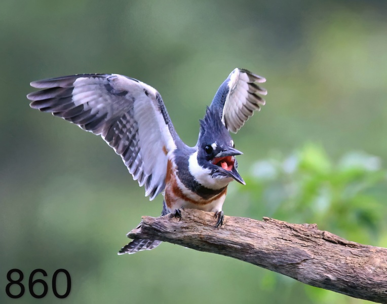 860belted kingfisher-8-27-23-109x14l.jpg