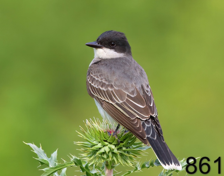861eastern kingbird 5-21-23-367x14l.jpg